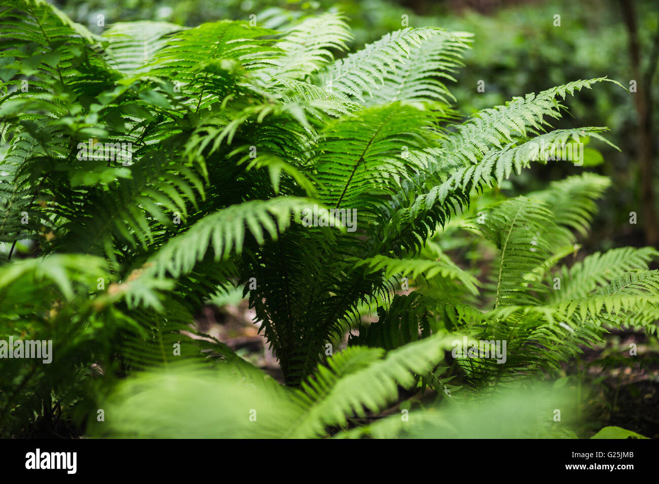 Tropical leafs of fern brake in forest Stock Photo