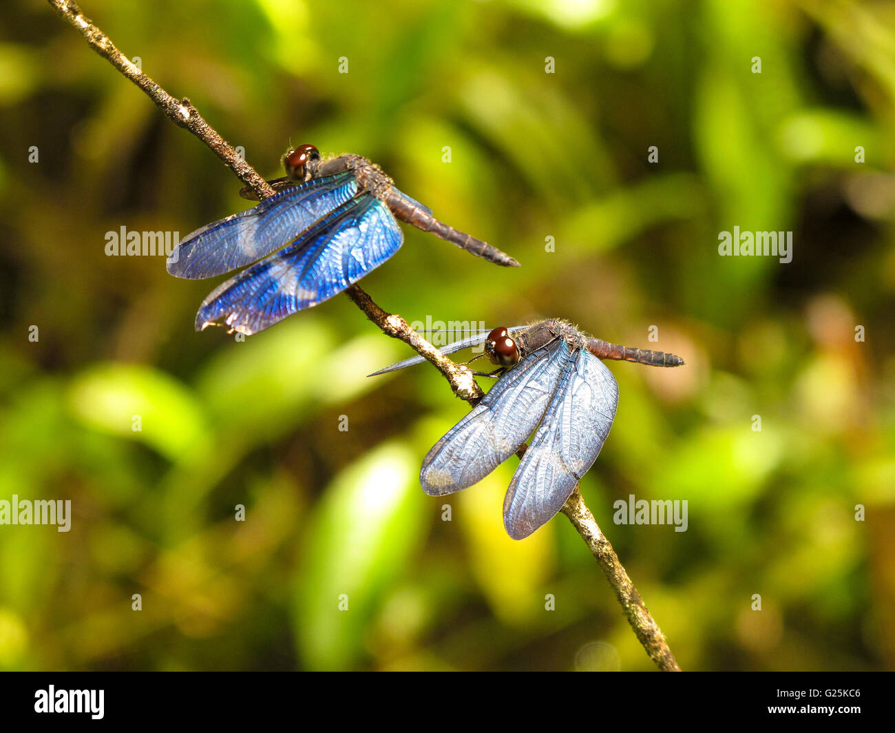 Dragonfly. Amazon. Peru Stock Photo