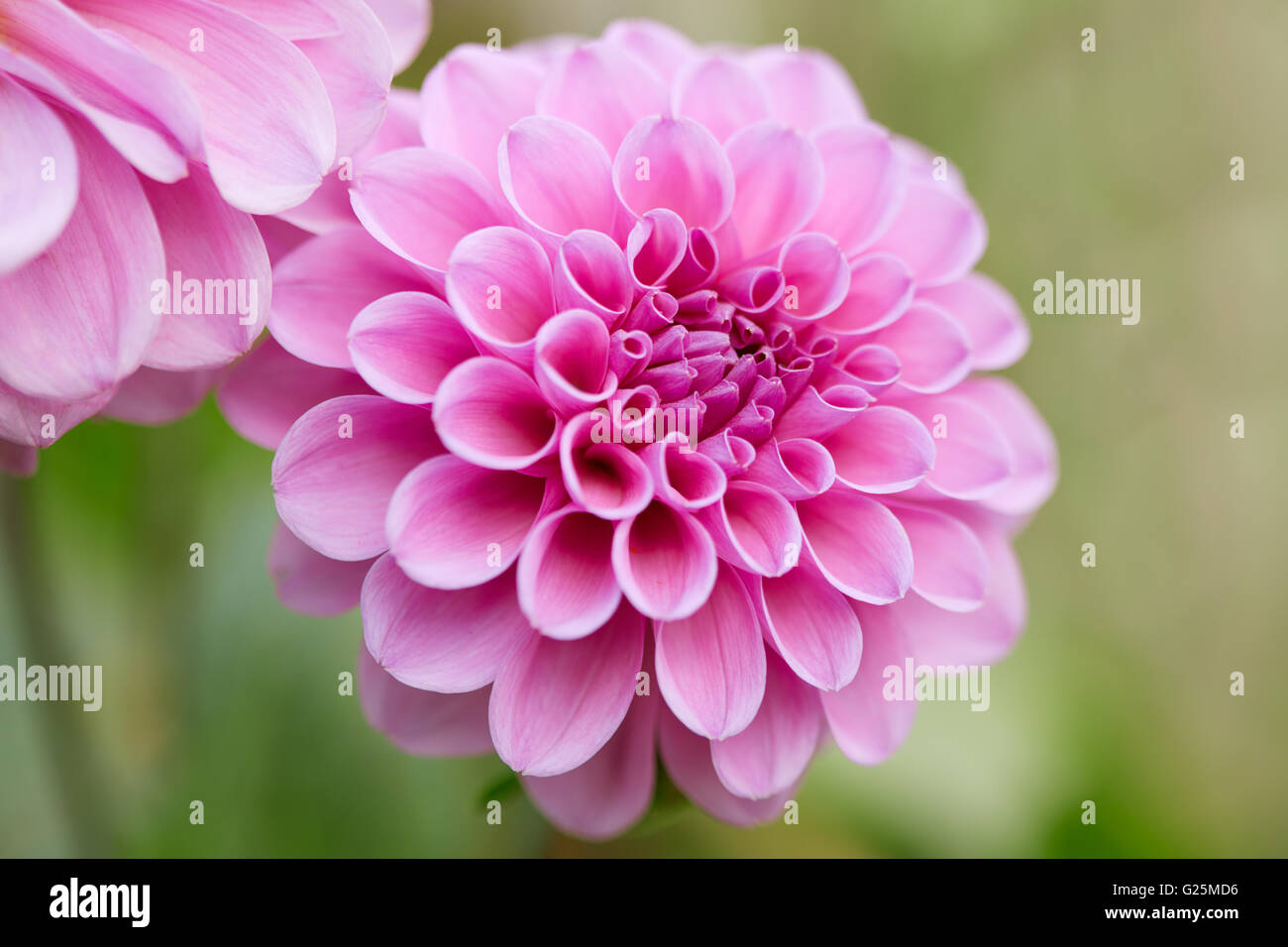 Dahlia, pink flower macro Stock Photo