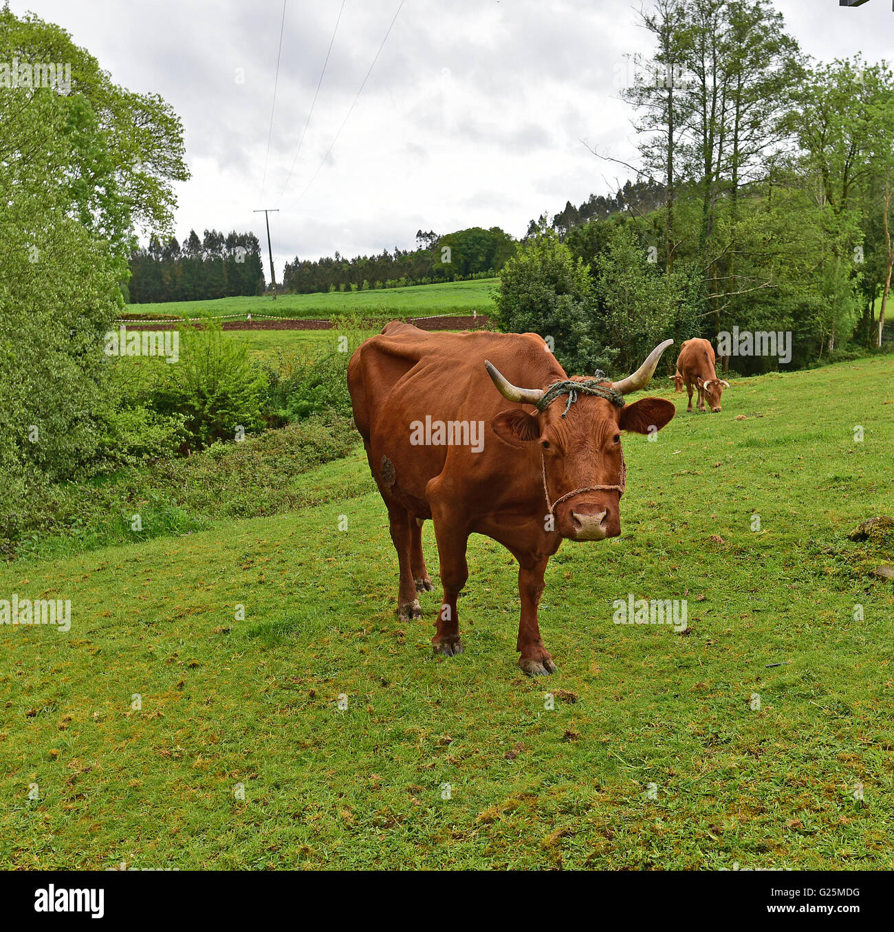 A Spanish Cow in a pasture alongside the Camino de Santiago. Stock Photo