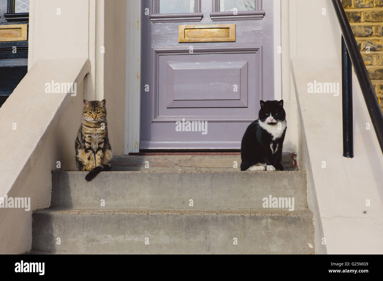 Two cute cats are sitting on the stoop outside a house Stock Photo - Alamy