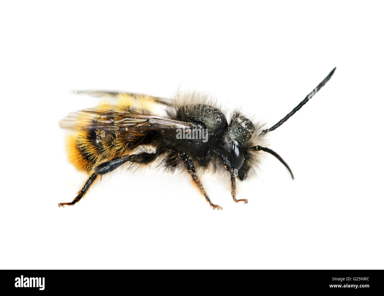 Red Mason Bee (Osmia bicornis), white background Stock Photo