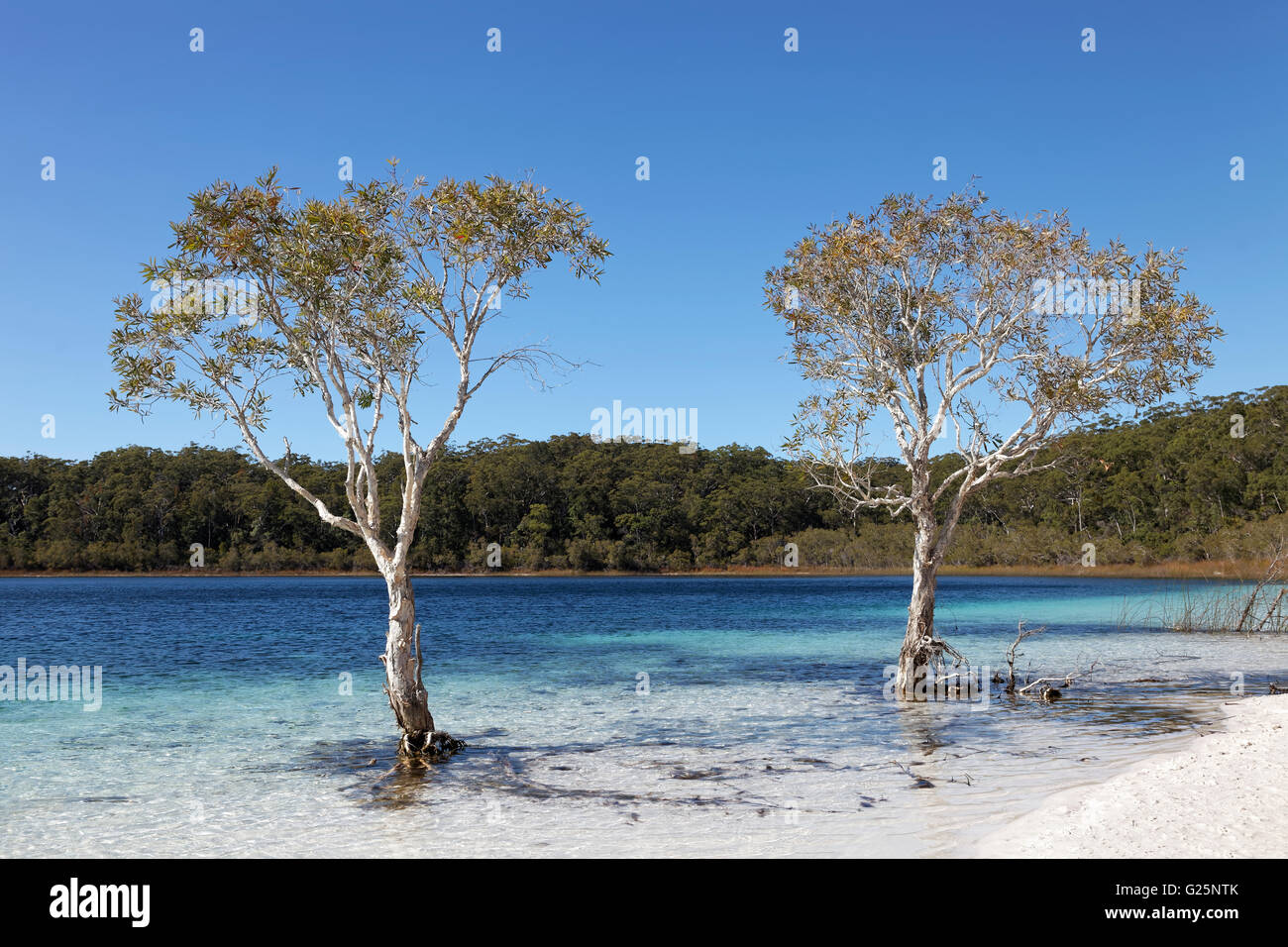Two trees niaouli, broad-leaved paperbark (Melaleuca quinquenervia), Lake McKenzie, UNESCO World Heritage Site, Fraser Island Stock Photo