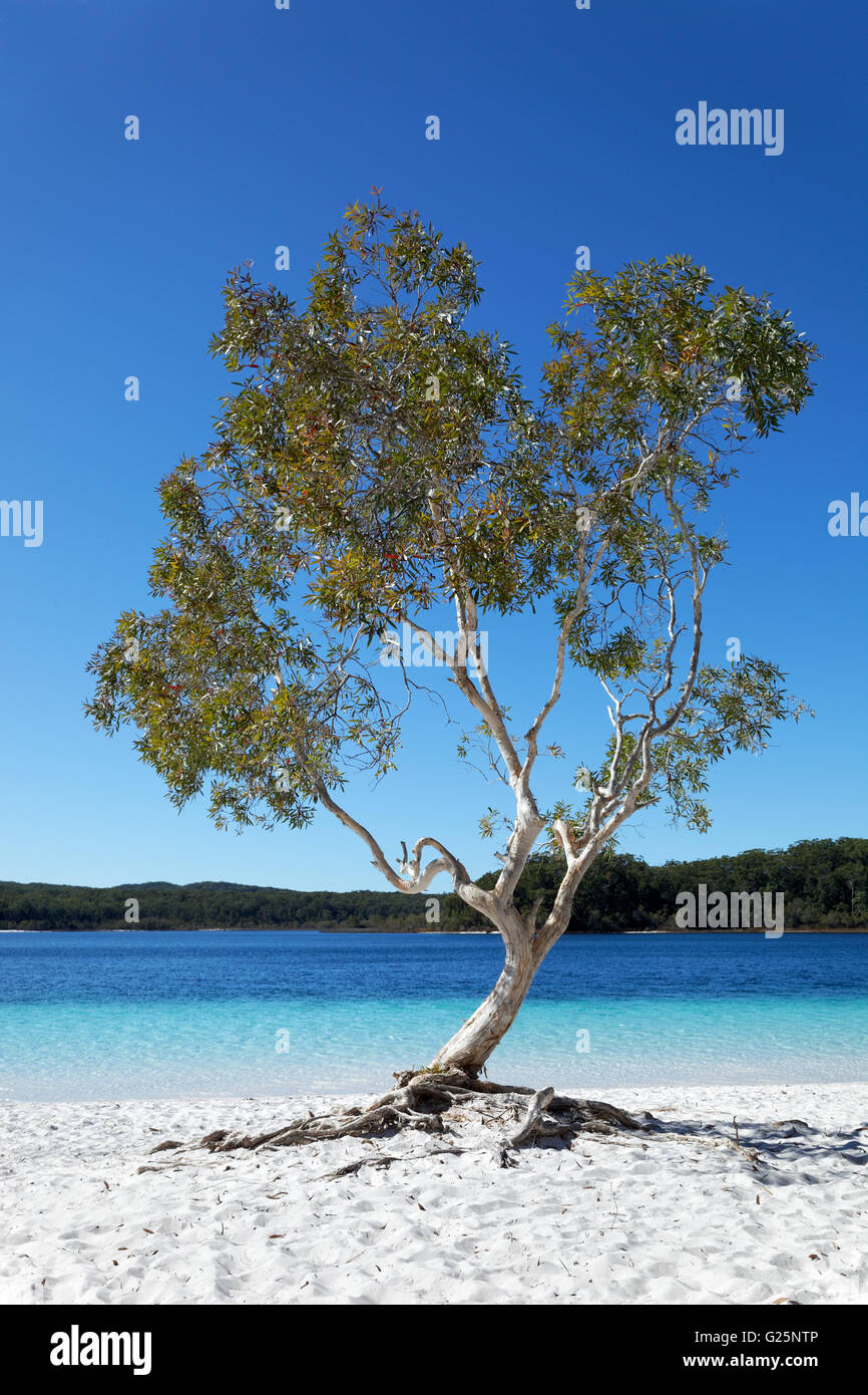 Niaouli, broad-leaved paperbark (Melaleuca quinquenervia), Lake McKenzie, UNESCO World Heritage Site, Fraser Island Stock Photo