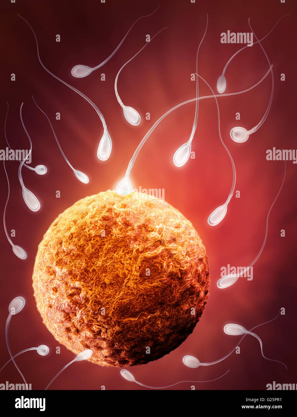 Sperm reaching human egg fertilization  concept 3D 