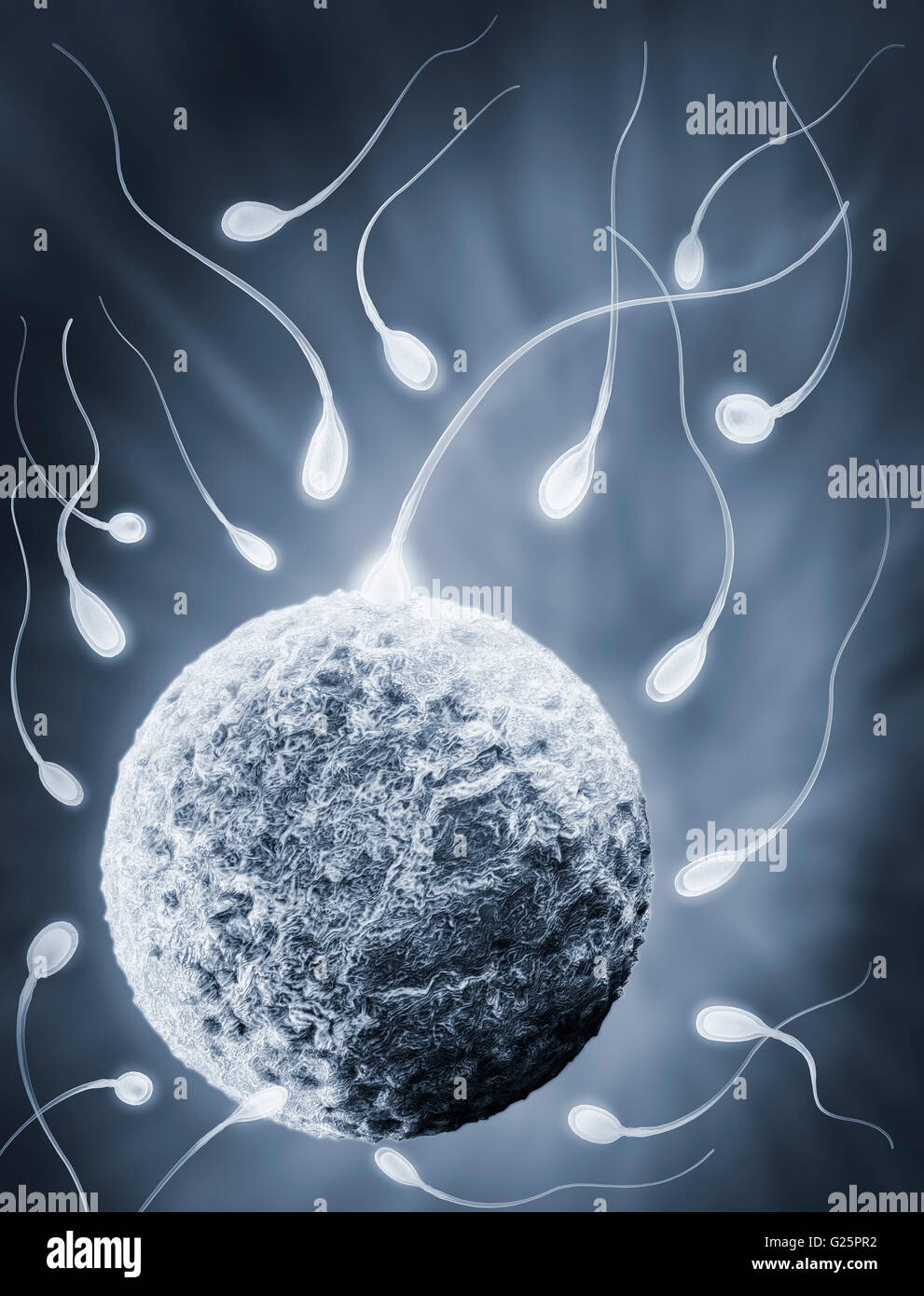Human Sperm 3d High Resolution Stock Photography and Images - Alamy
