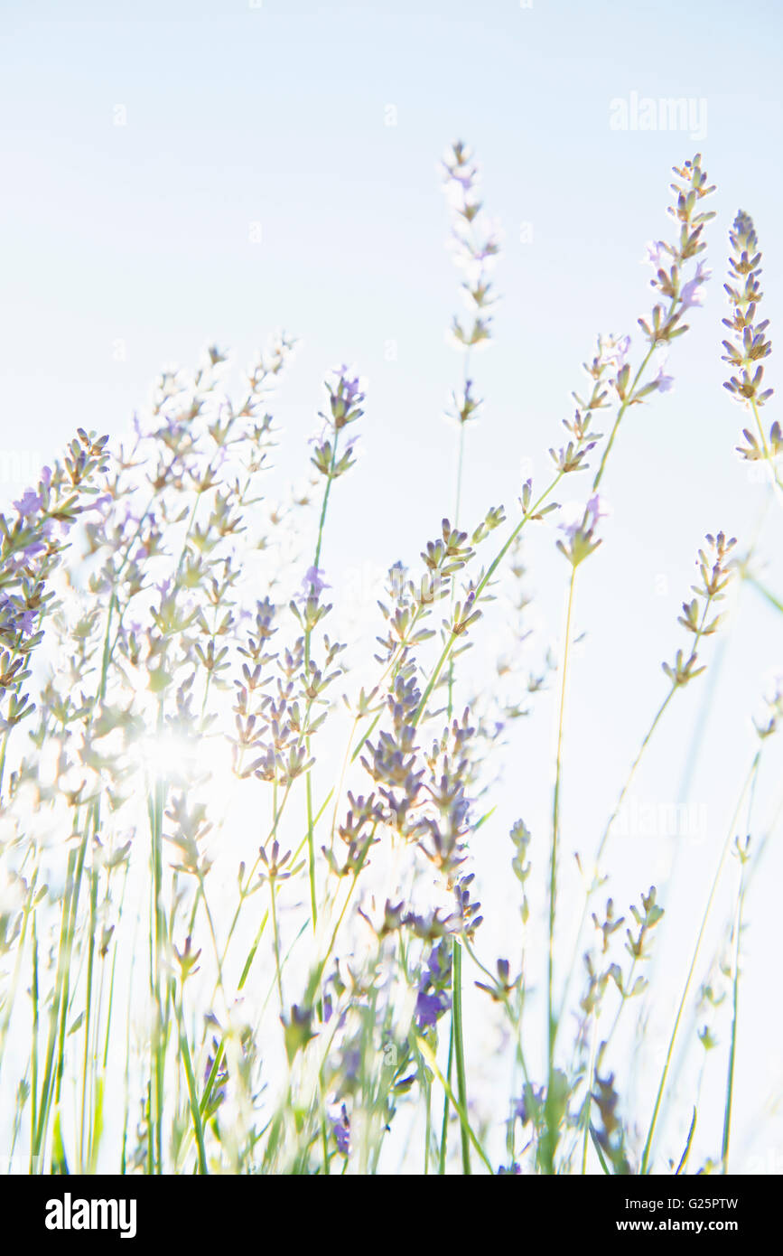Blooming lavender flowers in organic herbal garden Stock Photo