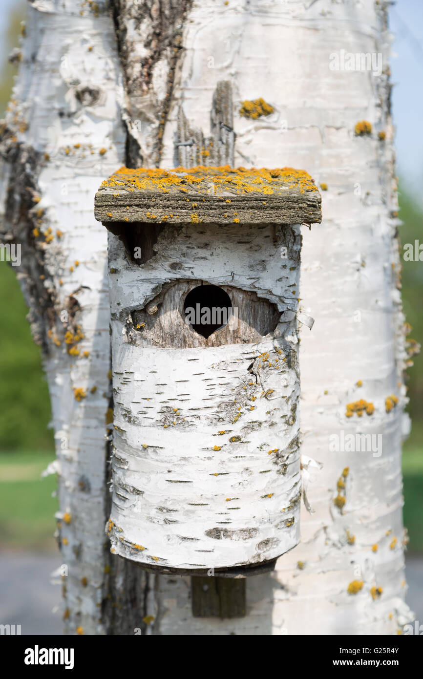 Birch Tree Bird House on Birch close up. Stock Photo