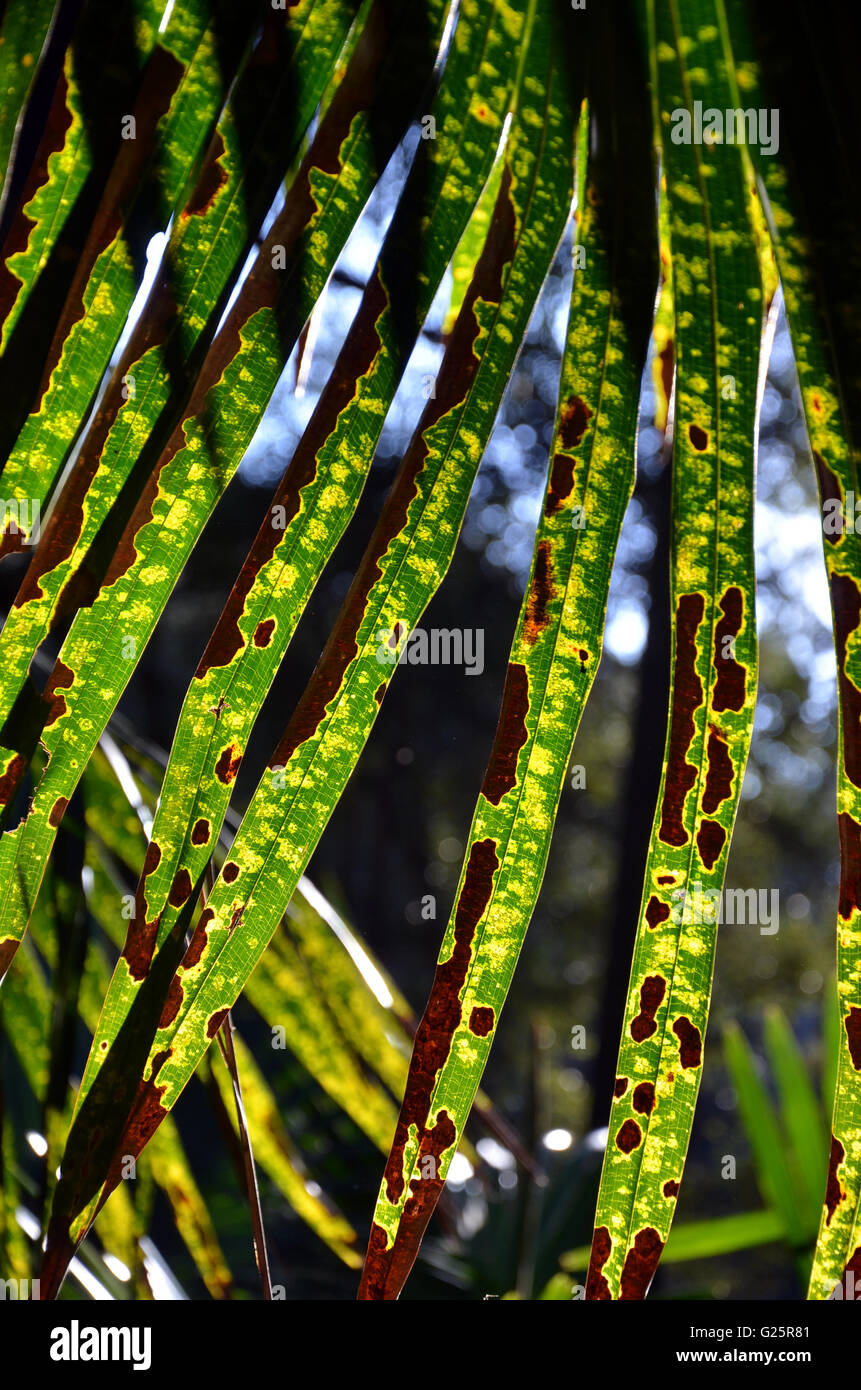 Back lit patterned Cabbage Tree Palm Leaves (Livistona australis) Stock Photo