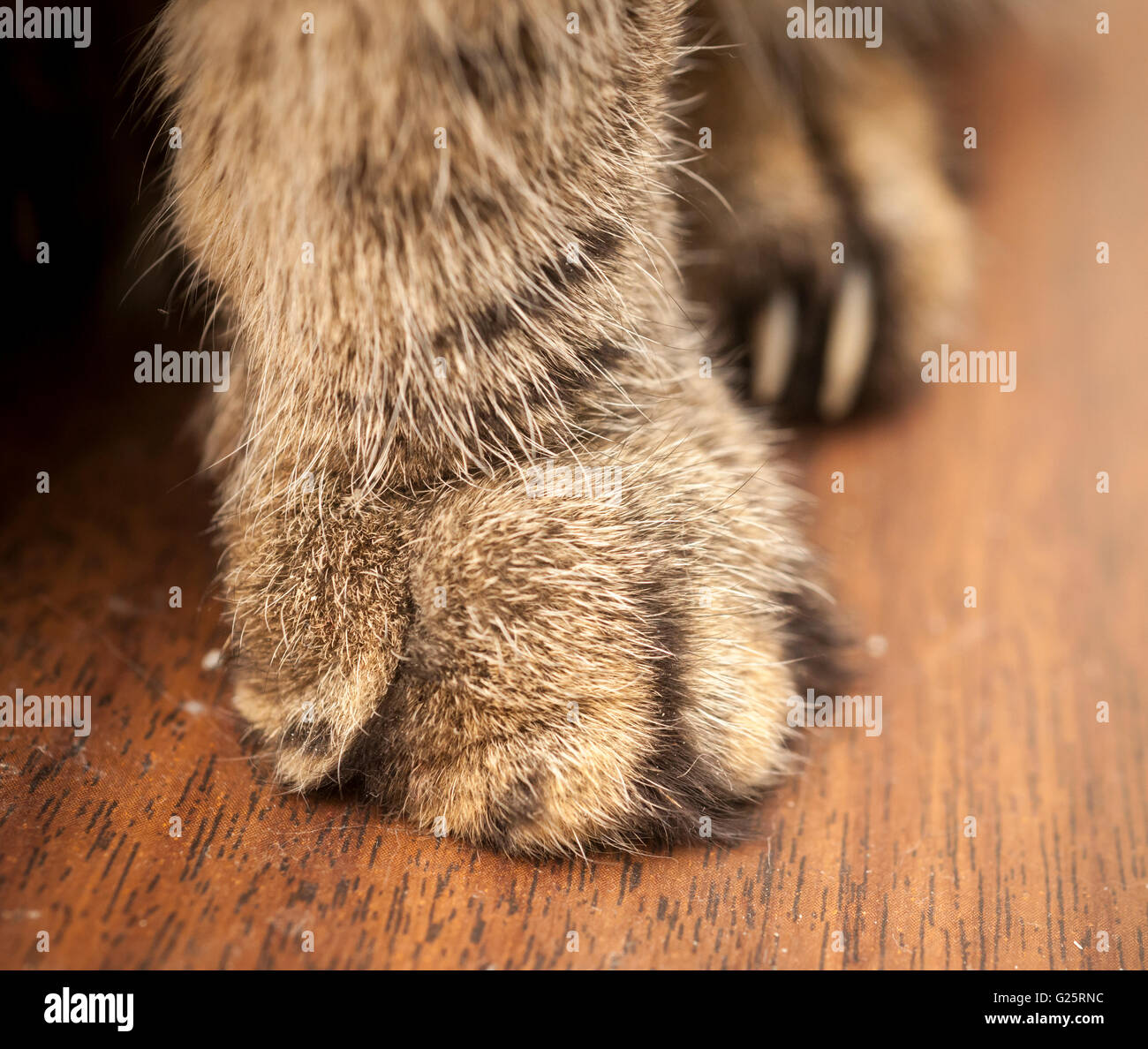 A domestic short hair cat's paws showing the front paws declawed