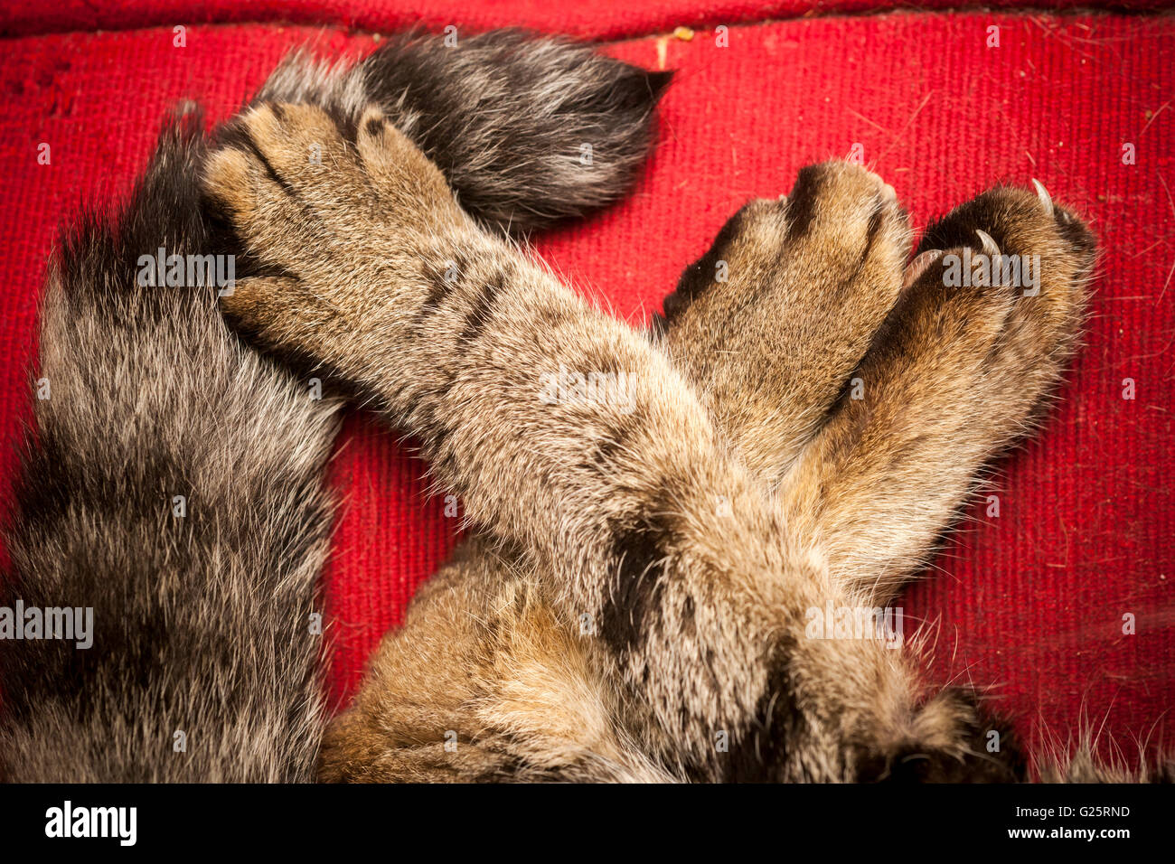A domestic short hair cat's paws showing a front paw, left, declawed