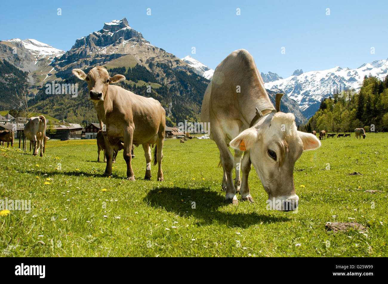 Brown cows in the alpine meadow at Engelberg Stock Photo - Alamy