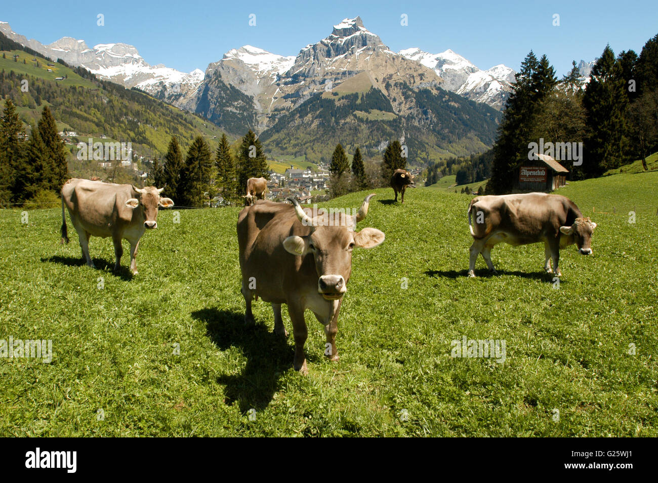 Brown cows in the alpine meadow at Engelberg Stock Photo - Alamy