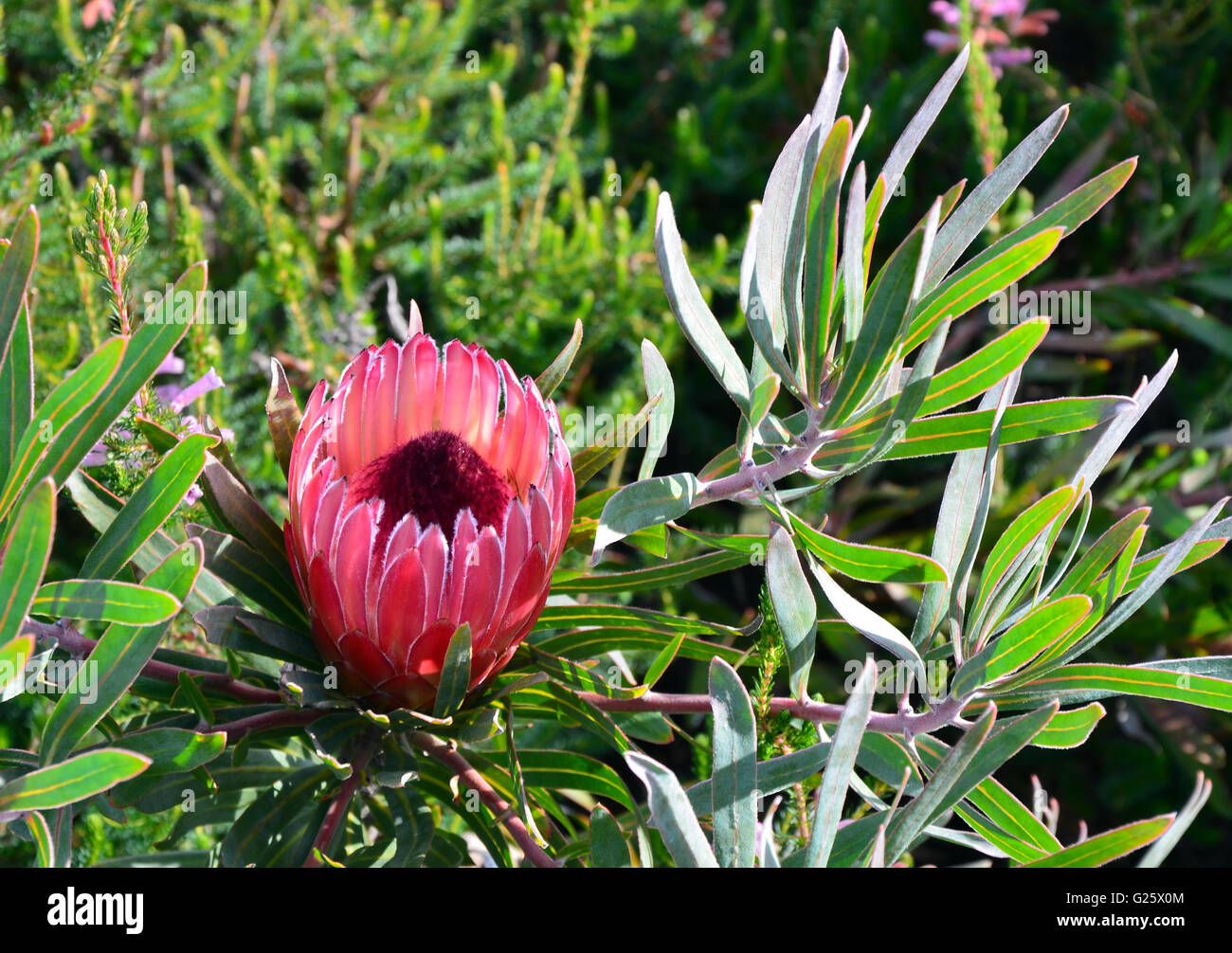 Red and pink flower head pf an Australian Protea Stock Photo