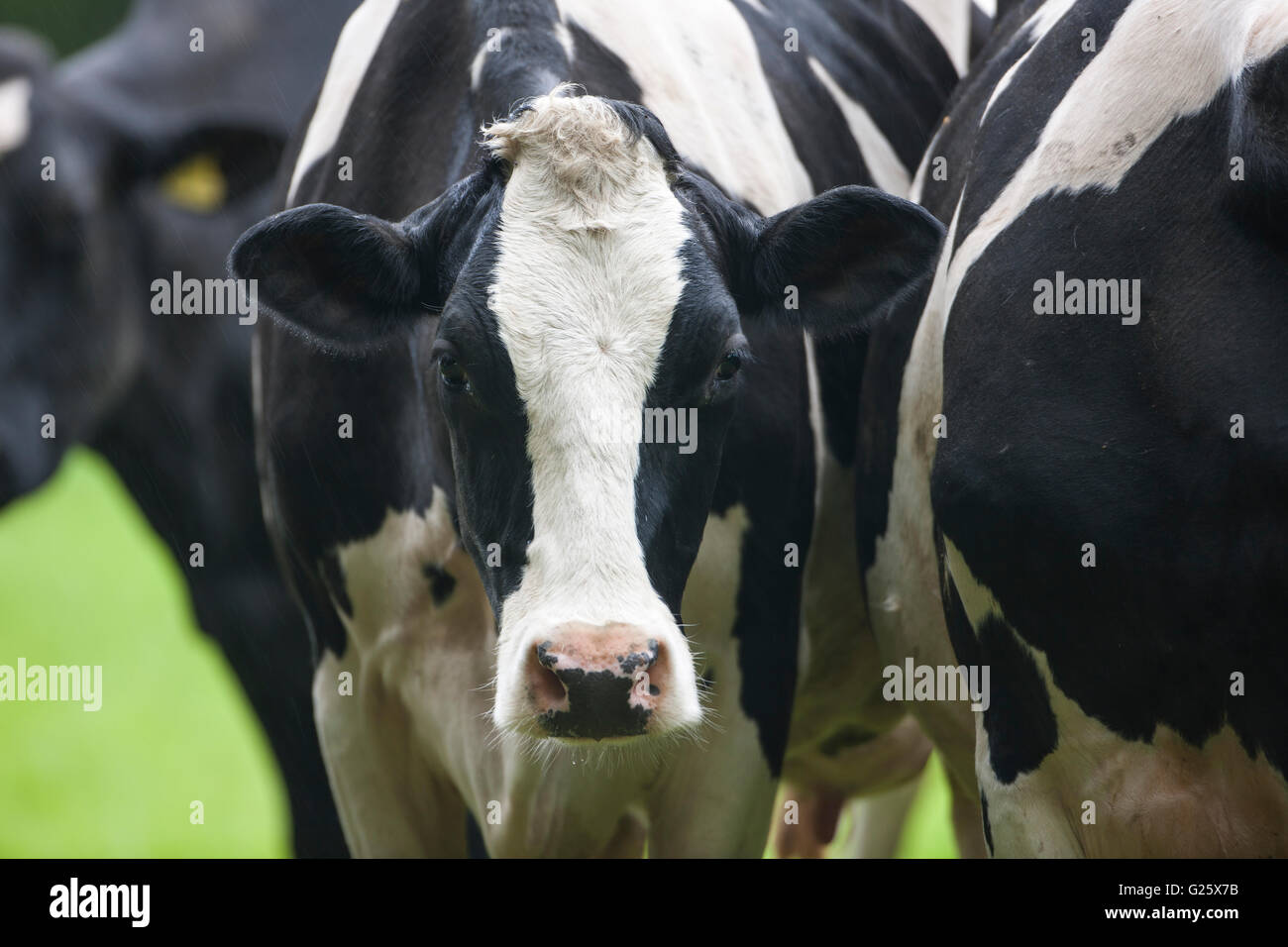 Holstein cow face hi-res stock photography and images - Alamy