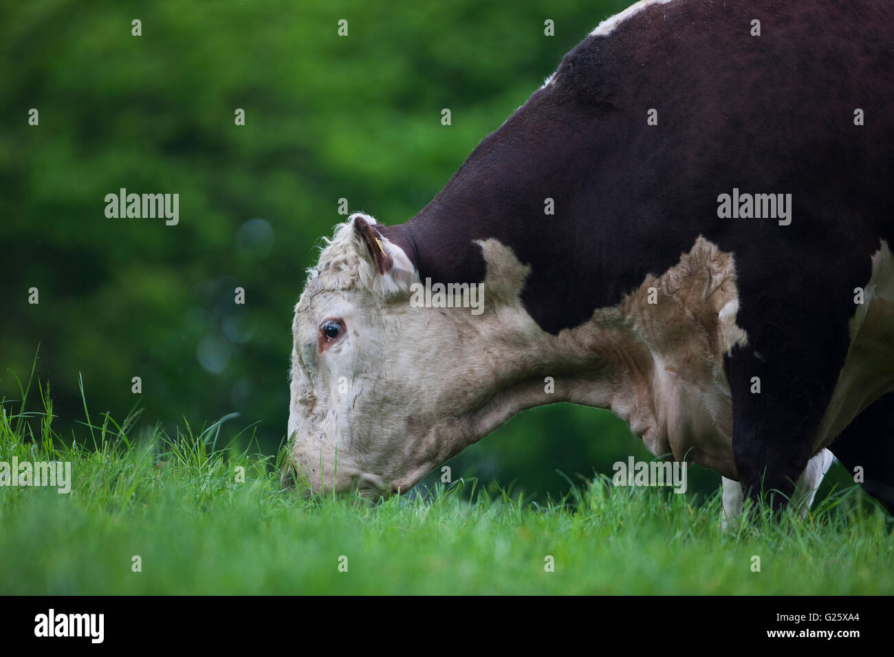 Hereford bull head hi-res stock photography and images - Alamy