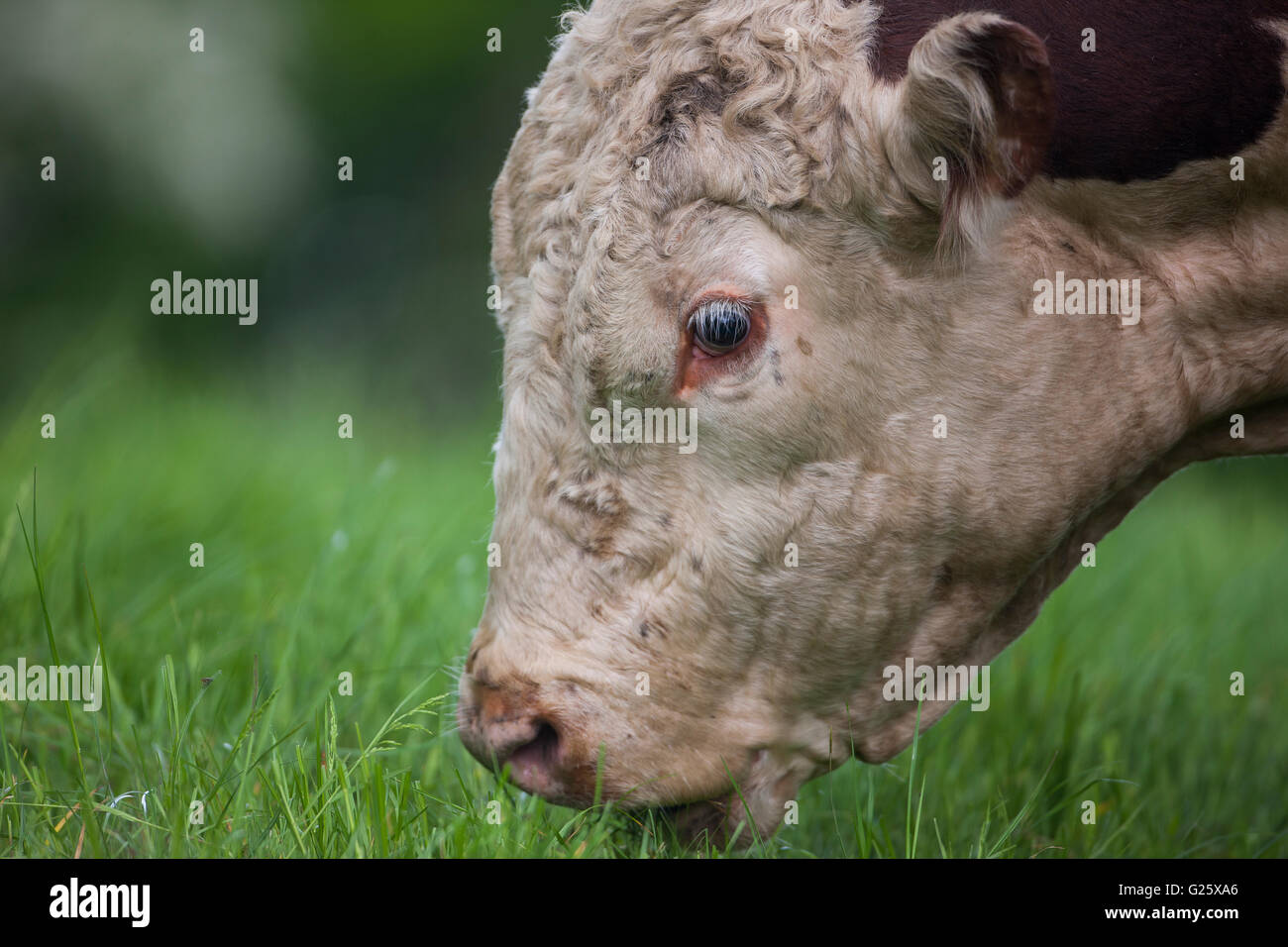Hereford bull head hi-res stock photography and images - Alamy
