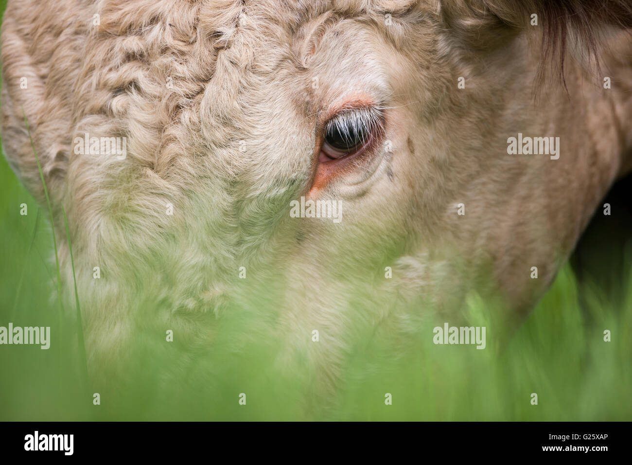 Hereford bull head hi-res stock photography and images - Alamy