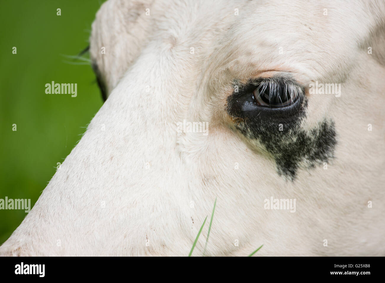 Holstein cow head hi-res stock photography and images - Alamy