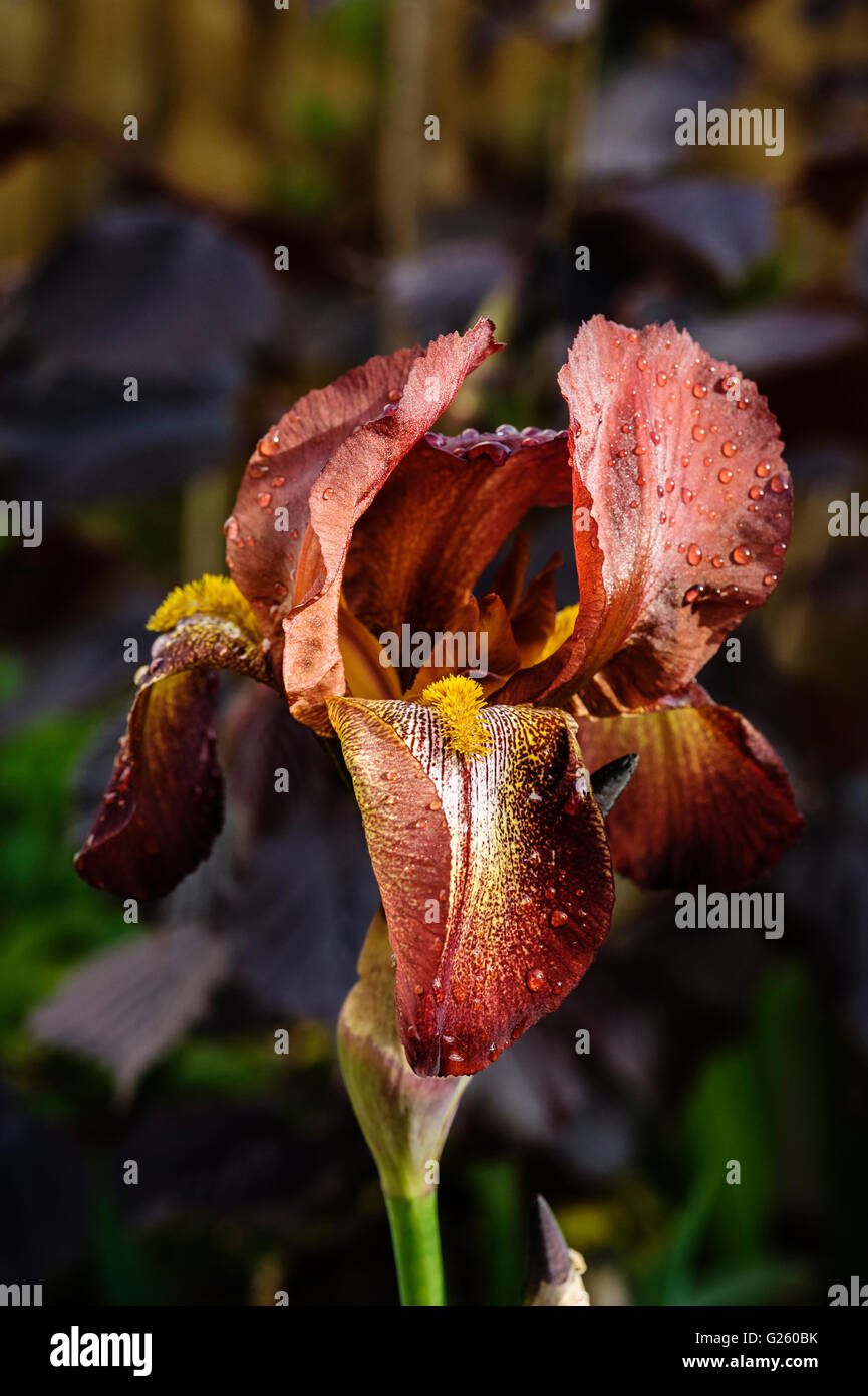 iris-kent-pride-iridaceae-bearded-stock-photo-alamy