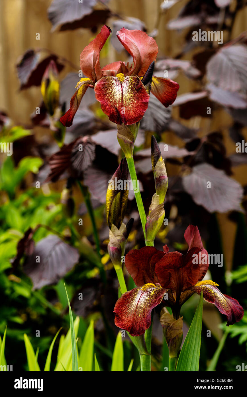 iris-kent-pride-iridaceae-bearded-stock-photo-alamy