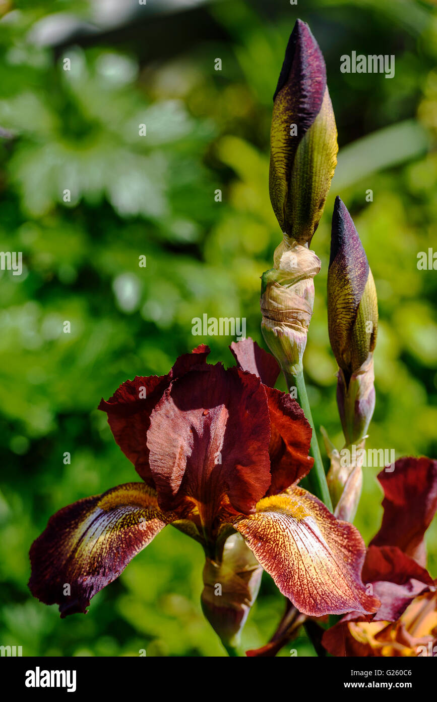 Iris Kent Pride, iridaceae, bearded. Stock Photo