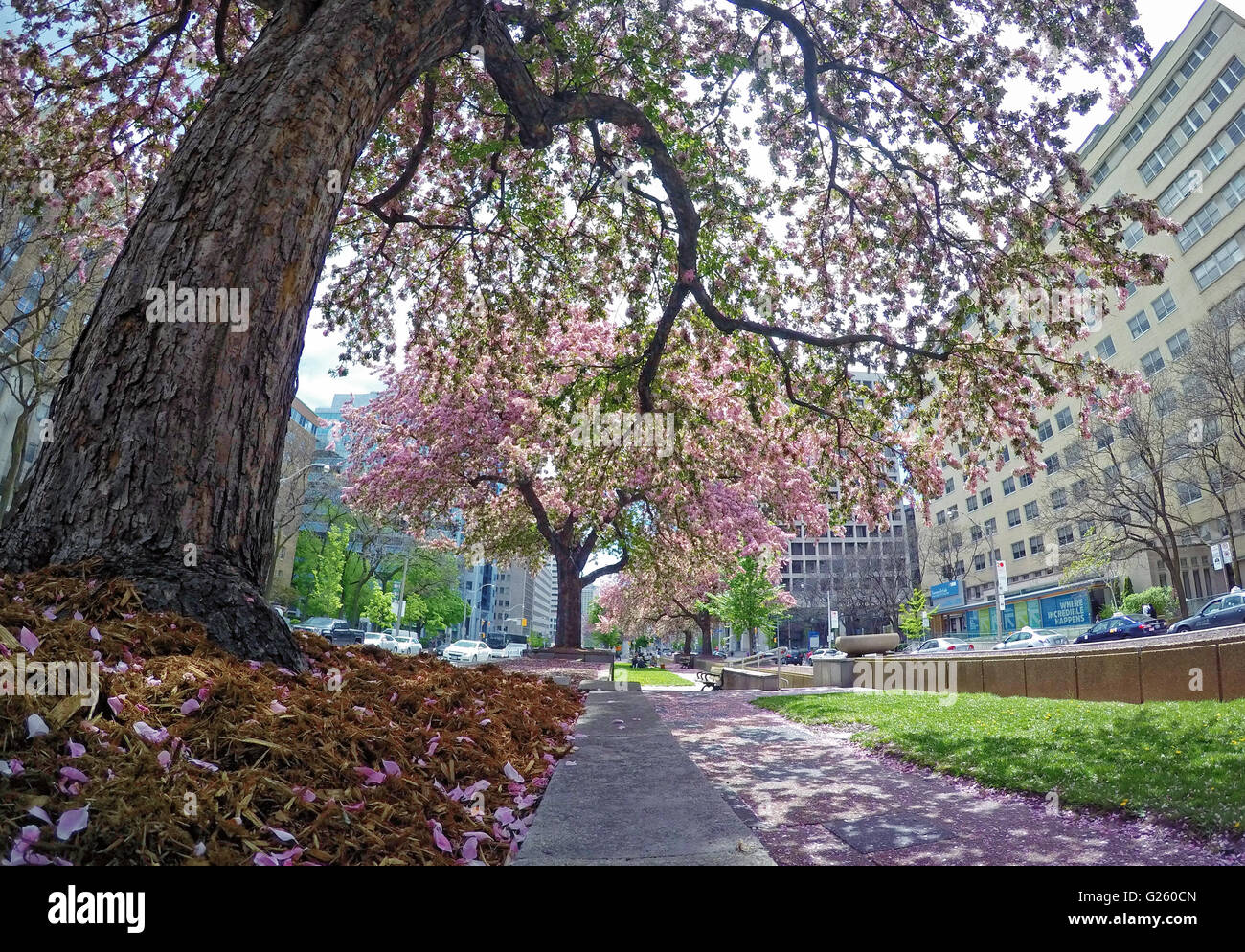 Toronto Rehabilitation Institute on University Avenue behind blossoming crabapple trees on University Avenue Stock Photo
