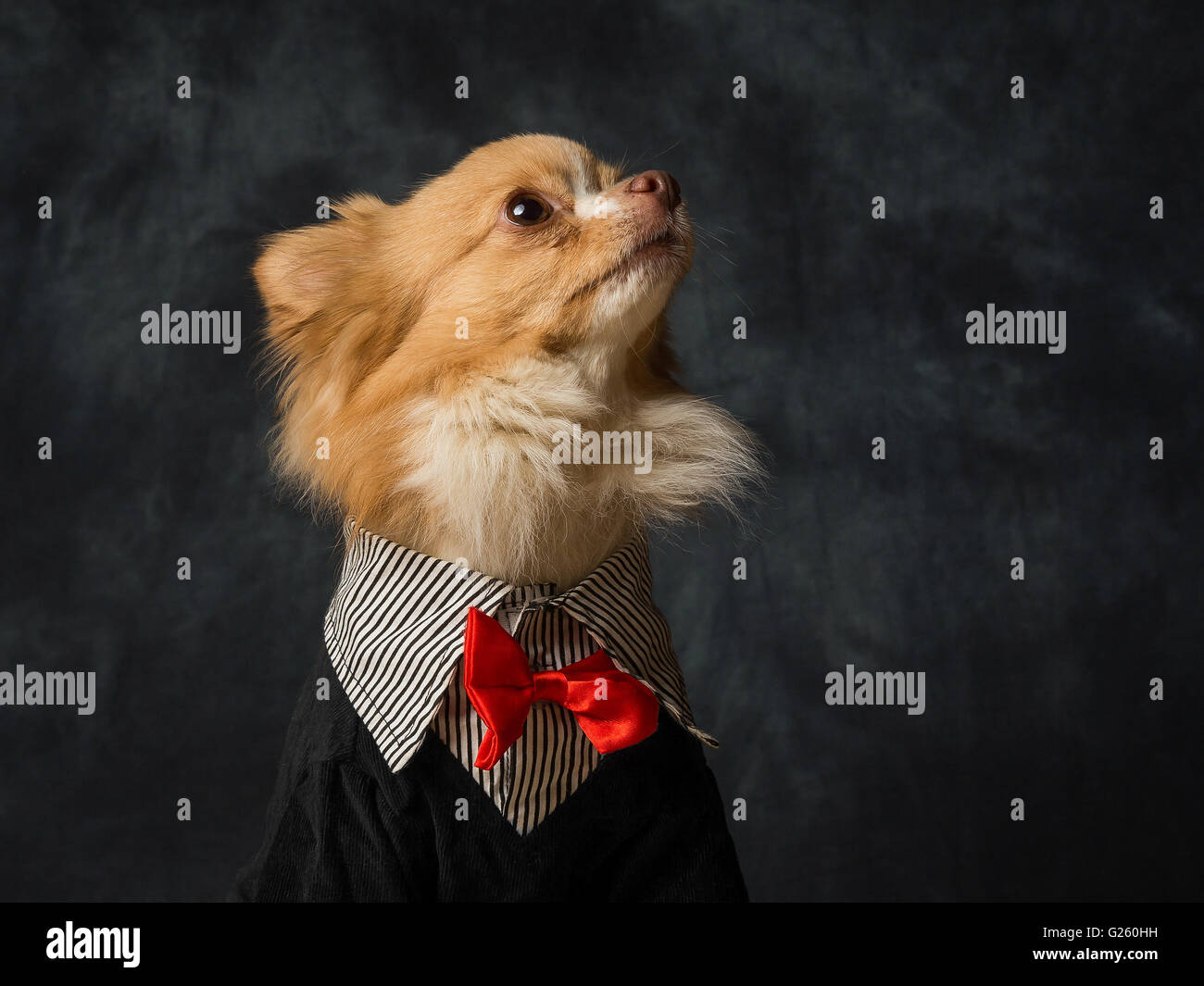 Charlie the long haired Chiwawa Stock Photo Alamy
