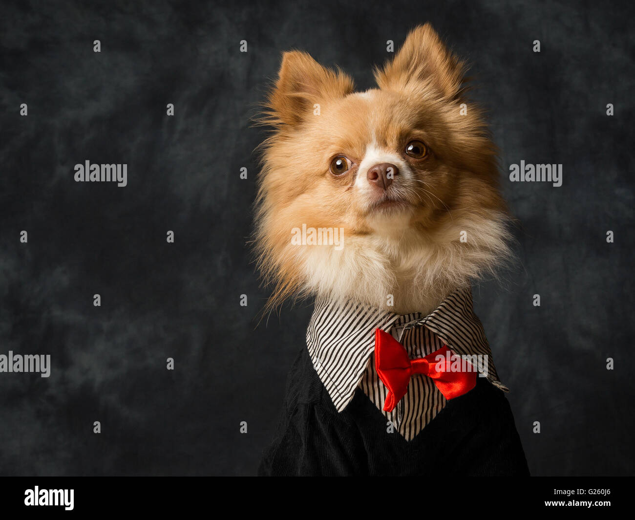 Charlie the long haired Chiwawa Stock Photo Alamy
