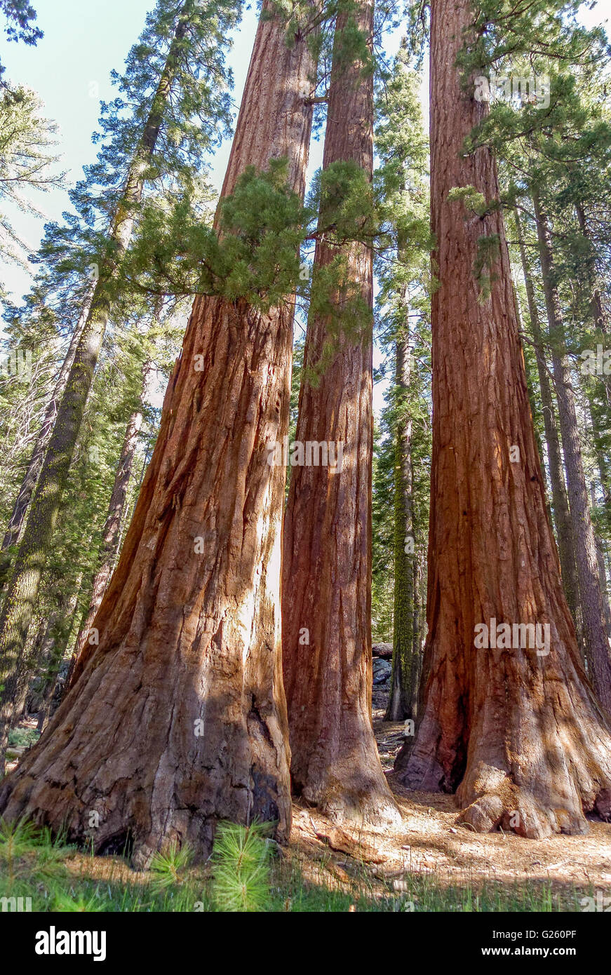 Yosemite National Park Stock Photo - Alamy