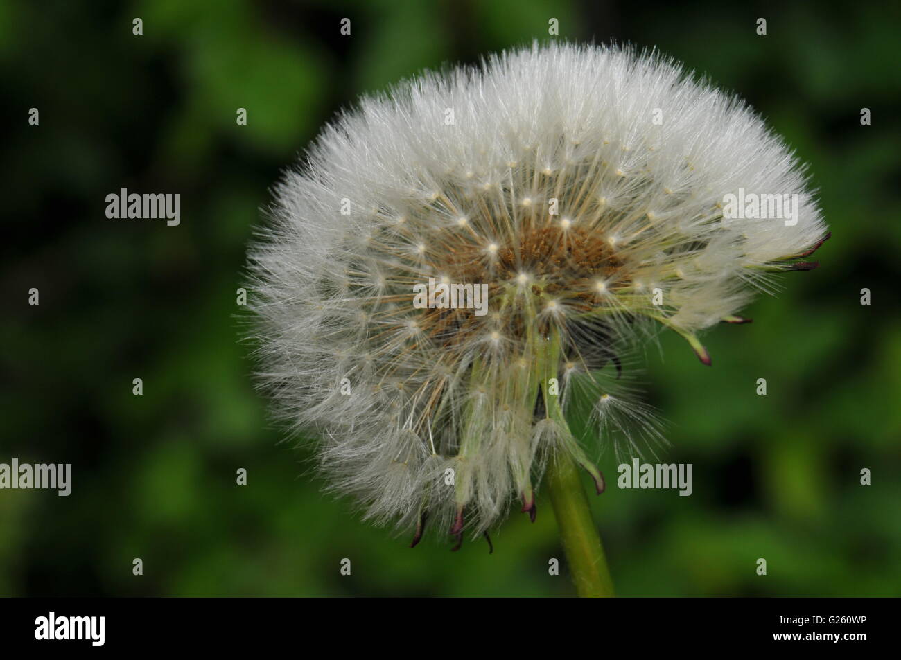 Dandelion seed head Stock Photo