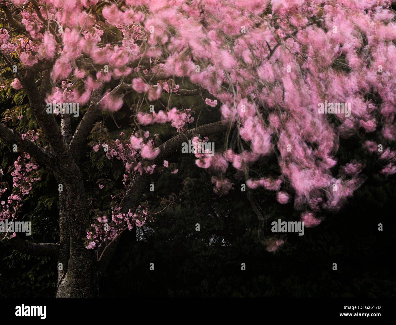 Pink cherry blossom in wind hi-res stock photography and images - Alamy
