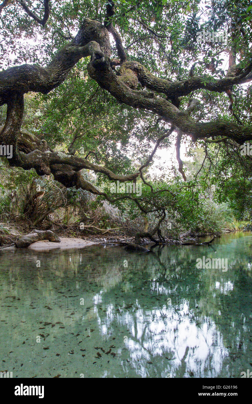 Sweetwater Spring, Ocala National Forest, FL tel 352-236-2282 Stock Photo