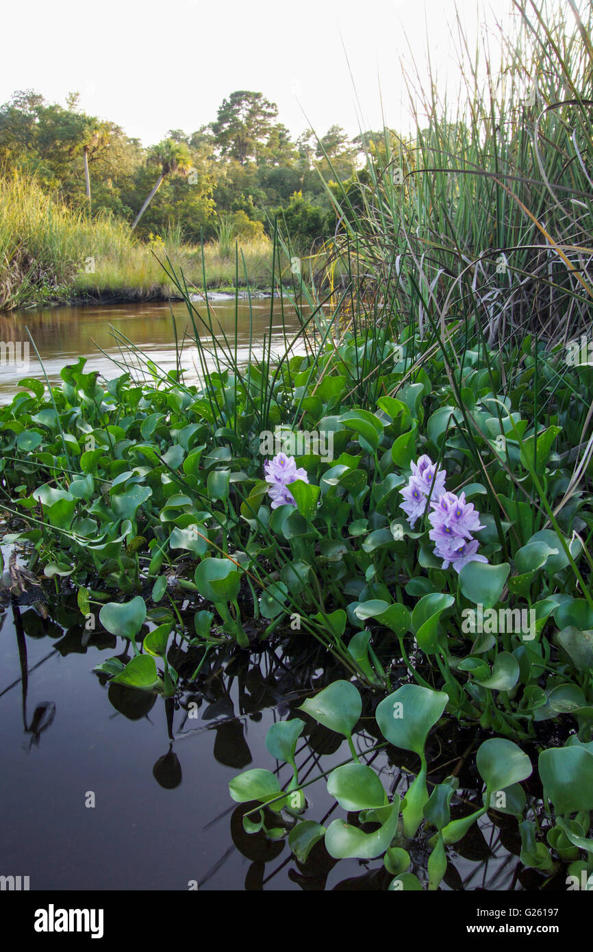 Invasive Water Hyacinth plants on Juniper Creek Run, Ocala National Forest, FL Stock Photo
