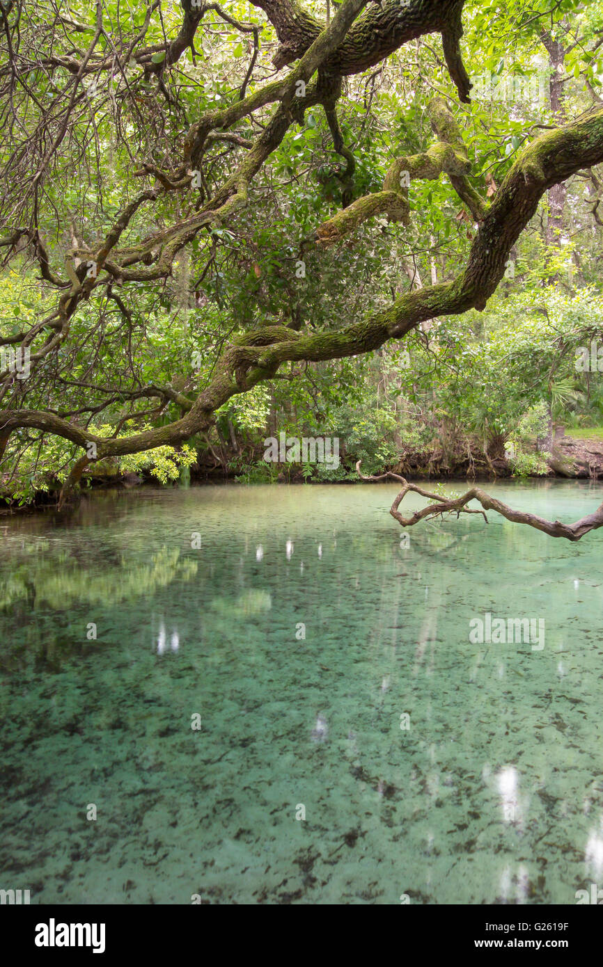 Sweetwater Spring, Ocala National Forest, FL Stock Photo