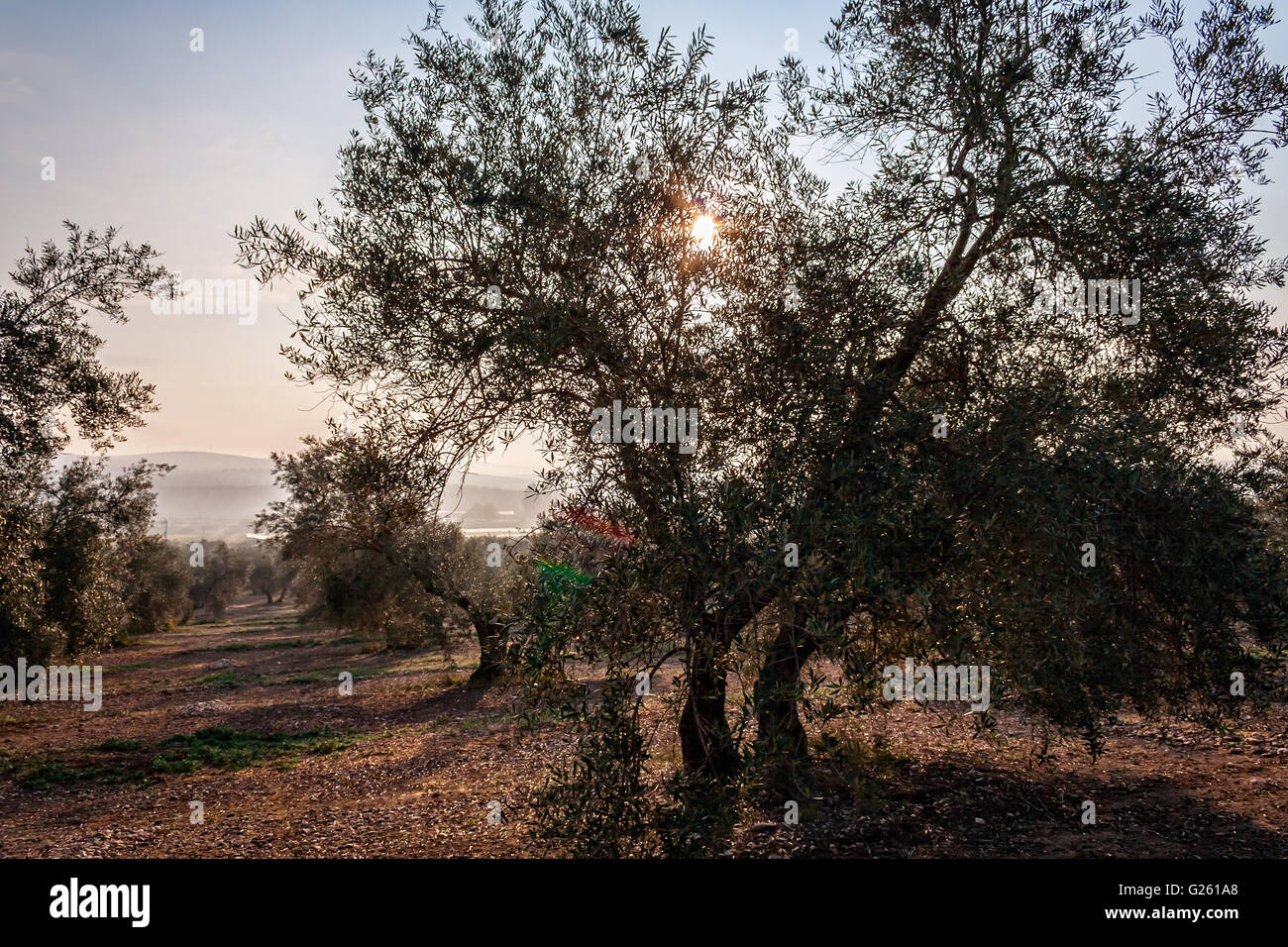 Olive tree silhouette to the evening, scenery to back light near Jaen, Spain Stock Photo