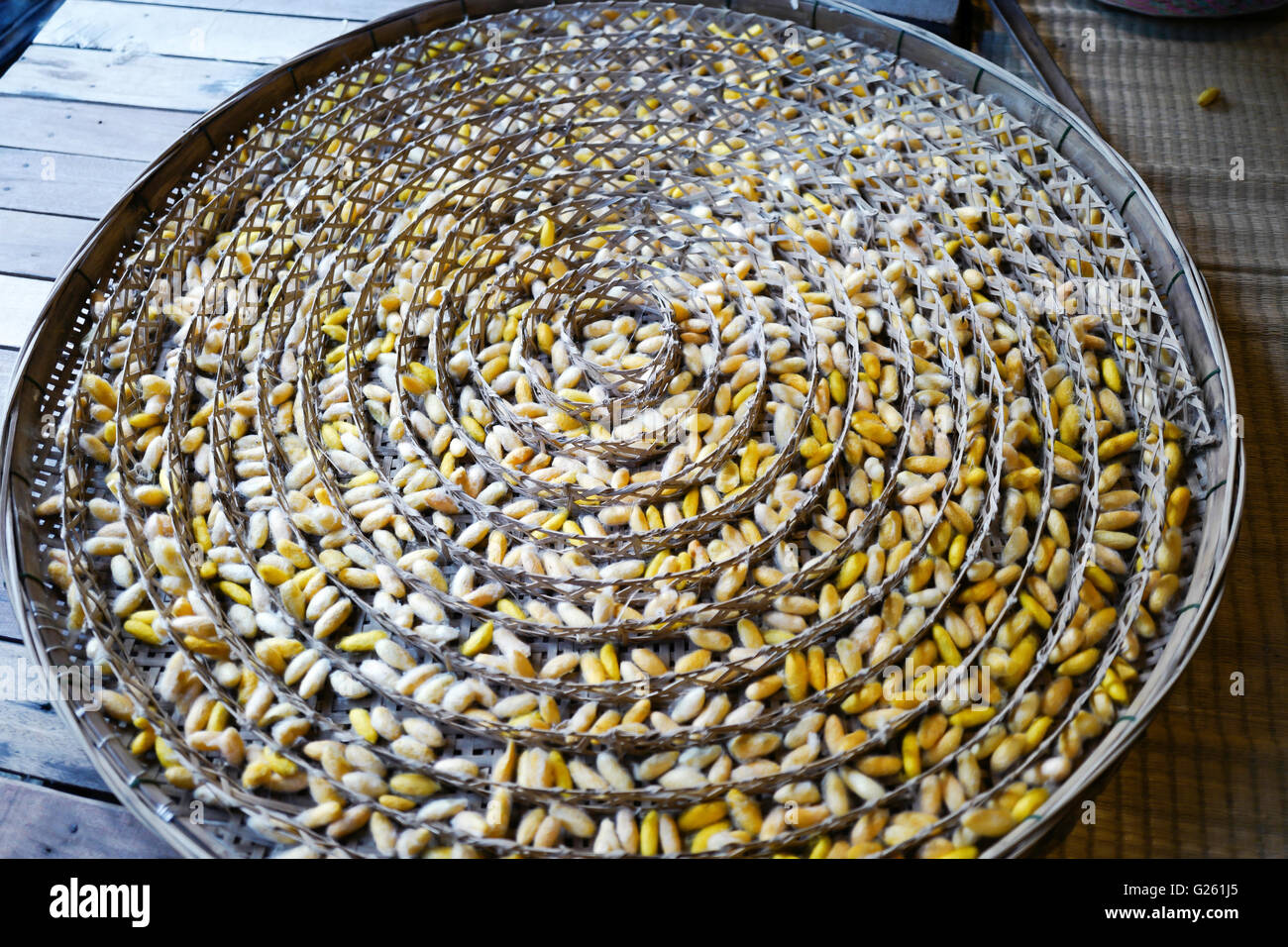 silkworms growing in cocoon in Silk Factory in Northern Thailand Stock