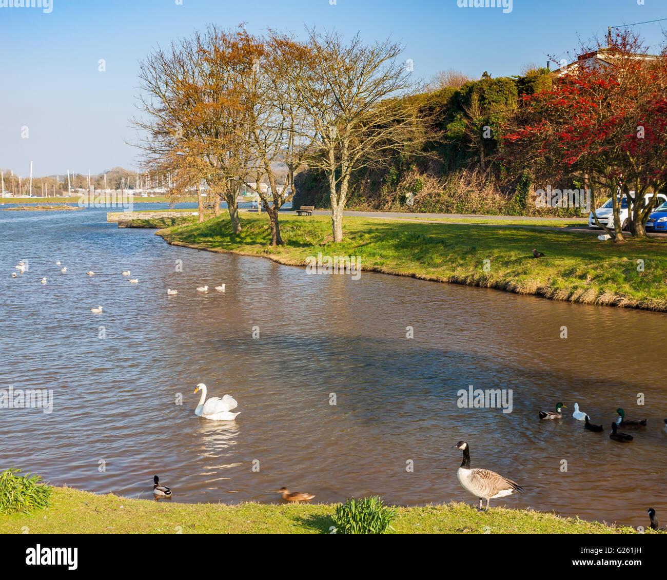 The dammed creek  at Millbrook near Saltash Cornwall England UK Europe Stock Photo