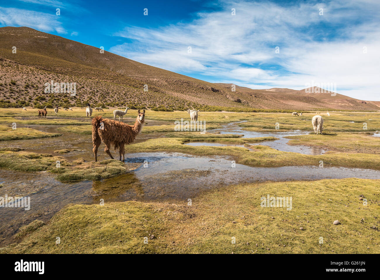 Llamas in Bolivia Stock Photo Alamy