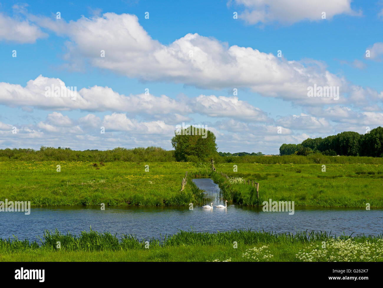 River Little Ouse at Lakenheath Fen, an RSPB nature reserve, near