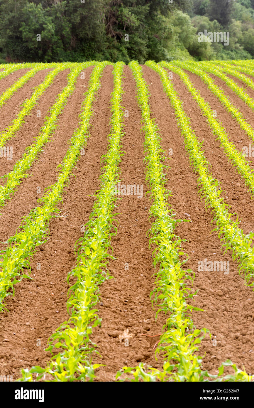 Farmer's Field Corn Oregon Agriculture Food Grower Stock Photo