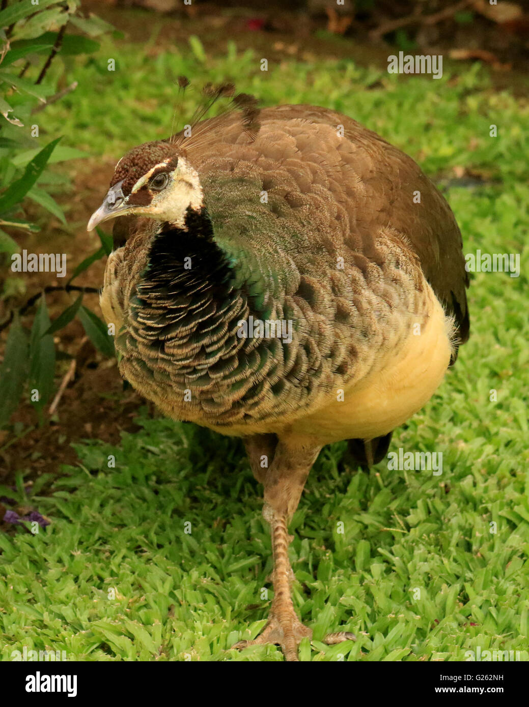 Wild peafowl or female peacock in Jamaica Stock Photo