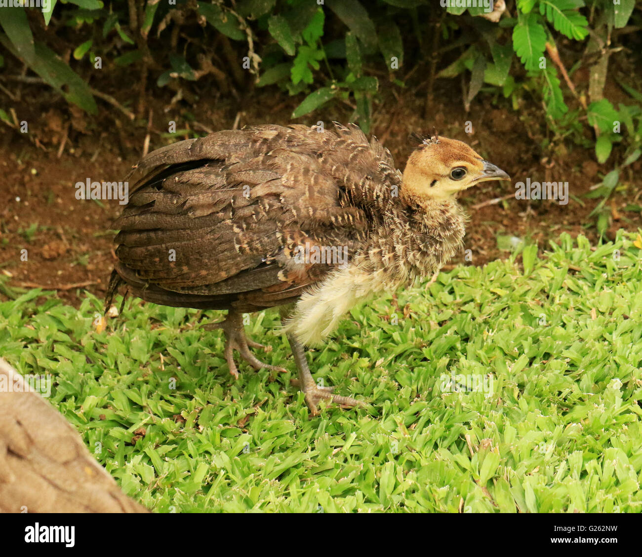 Baby peacock hi-res stock photography and images - Alamy