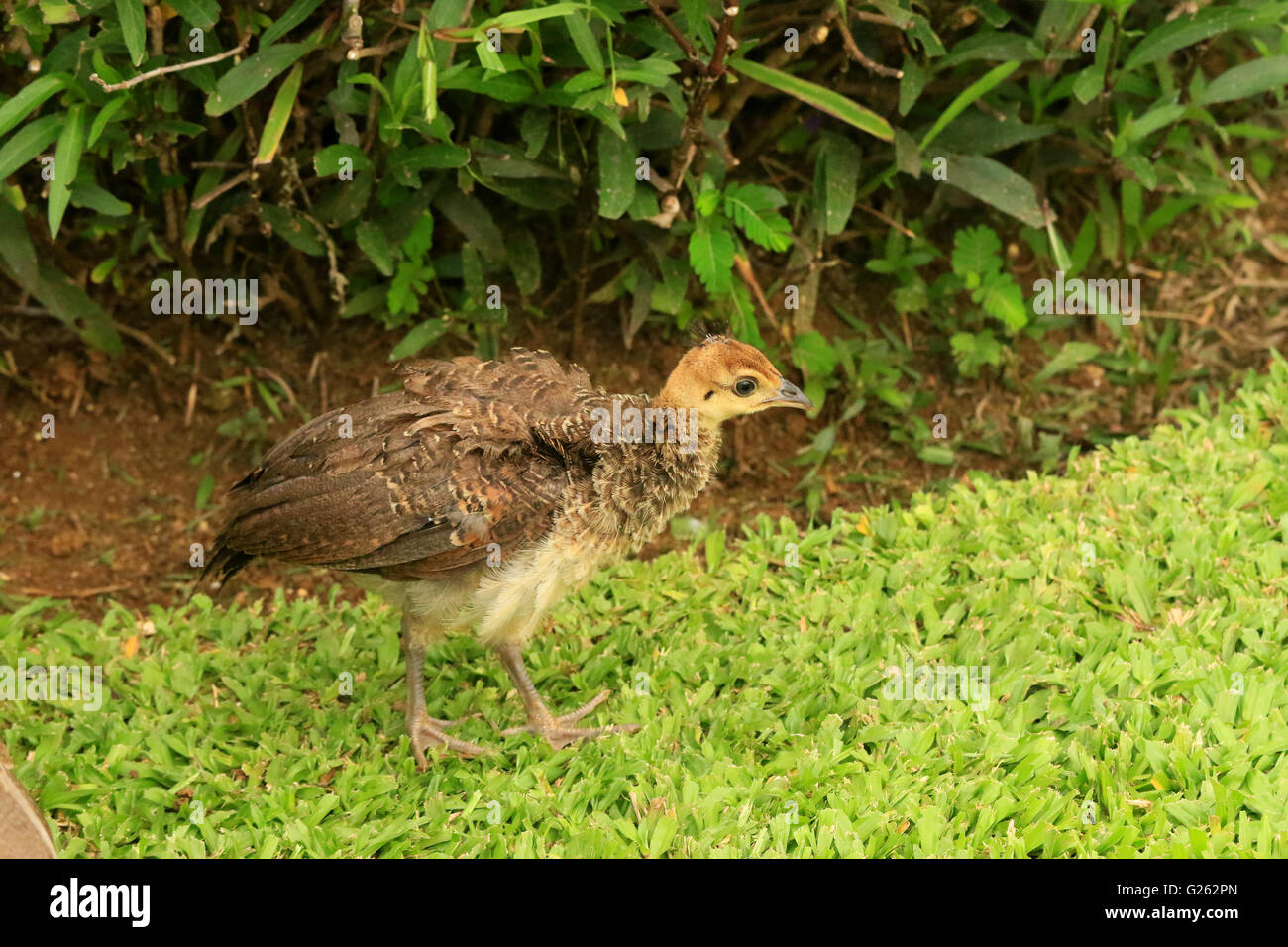 Baby peacock, or peachick, in the wild in Jamaica Stock Photo