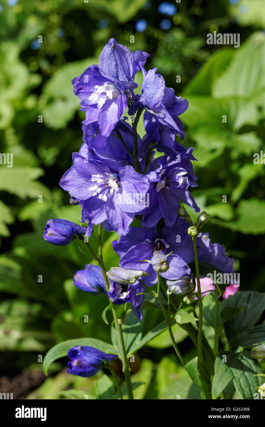 Garden Larkspur (Delphinium) blue flower Stock Photo