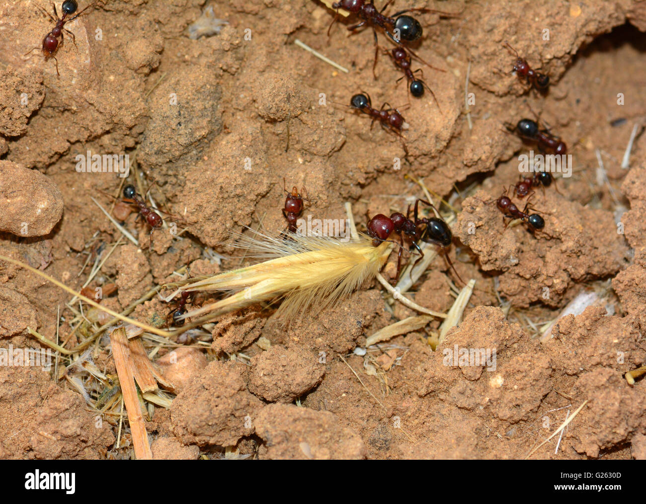 Ant collect food Stock Photo Alamy