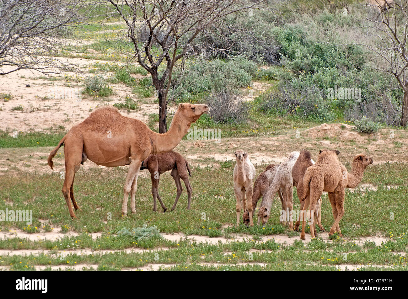 Dromedary camel, Mother With Group of young Stock Photo
