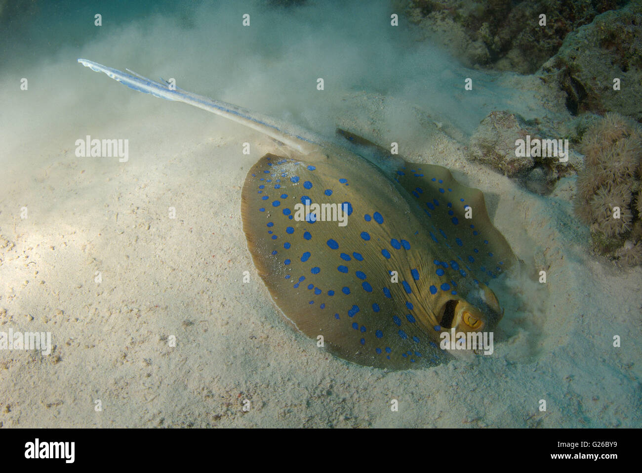 March 3, 2016 - Bluespotted ribbontail ray, Blue Spotted Fantail Stingray, Lesser fantail ray, Reef ray or Blue spotted lagoon ray (Taeniura lymma) buries itself in the sand looking for food, Red sea, Egypt, Africa (Credit Image: © Andrey Nekrasov/ZUMA Wire/ZUMAPRESS.com) Stock Photo
