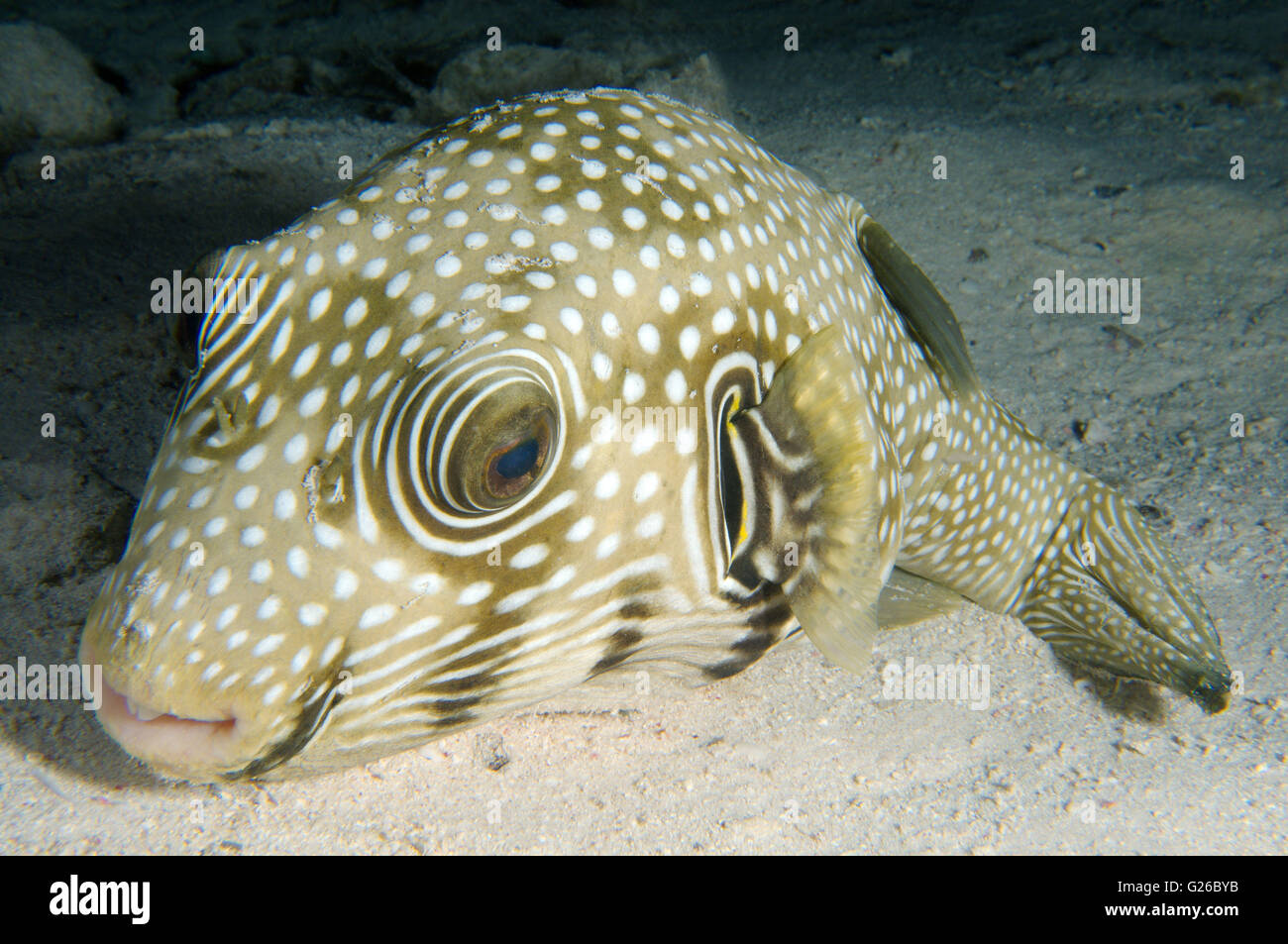 Red Sea, Egypt. 27th Dec, 2010. White-spotted puffer, Broadbarred toadfish, Stars and stripes puffer, Whitespotted blaasop or Stripedbelly blowfish (Arothron hispidus) sleeping on the sandy bottom, Red Sea, Egypt, Africa © Andrey Nekrasov/ZUMA Wire/ZUMAPRESS.com/Alamy Live News Stock Photo