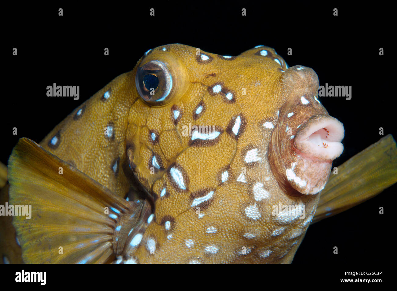 Red Sea, Egypt. 3rd Mar, 2016. Black-spotted boxfish, Blue-spotted boxfish, Yellow boxfish, Cofferfish, Cowfish or Cubical boxfish (Ostracion cubicus) Night diving, Red sea, Egypt, Africa © Andrey Nekrasov/ZUMA Wire/ZUMAPRESS.com/Alamy Live News Stock Photo